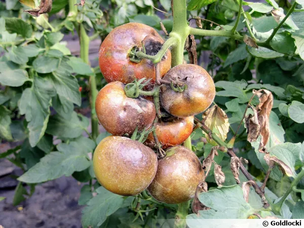 Tomates atteintes par le mildiou