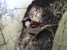 Domestique le moineau?