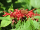 Monarde �carlate, Monarde didyme, Bergamote �carlate, Monarda didyma
