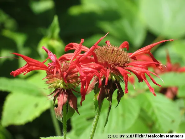 Monarde écarlate, Monarde didyme, Bergamote écarlate, Monarda didyma