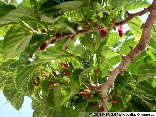 Fruit du mûrier platane, Morus bombycis
