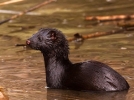 10 petits animaux communs qui disparaissent