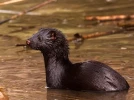 10 petits animaux communs qui disparaissent