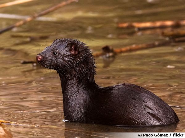 Le vison d'Europe, Mustela lutreola a trop longtemps été décimé pour sa fourrure