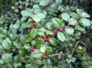 Buis africain, Myrsine d'Afrique, Myrsine africana