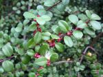 Buis africain, Myrsine d'Afrique, Myrsine africana Buis africain, Myrsine d'Afrique, Myrsine africana