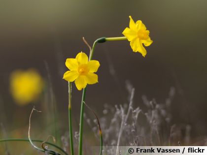 Jonquille (Narcissus jonquilla) : un bulbe incontournable pour un jardin parfum� au printemps