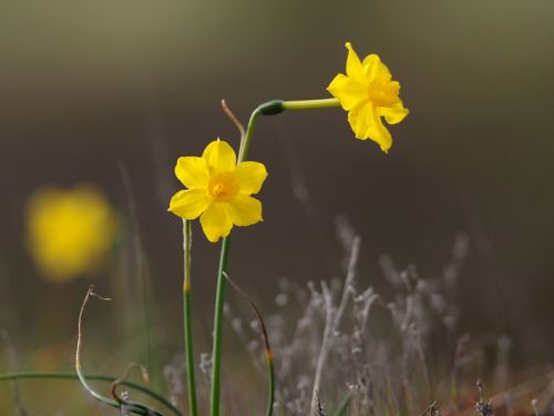 Jonquille, Narcissus jonquilla : planter, cultiver, multiplier