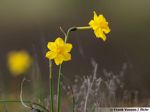 Narcisse trompette, Jonquille trompette, Narcissus pseudonarcissus :  planter, cultiver, multiplier