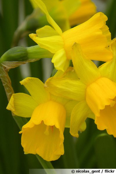 100 Variétés De Bulbes De Narcisses Et Jonquilles Pour Votre Jardin