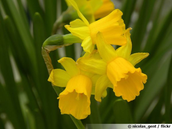 Narcisse trompette, Jonquille trompette, Narcissus pseudonarcissus :  planter, cultiver, multiplier