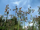 Ail de Bulgarie, Nectaroscordum siculum
