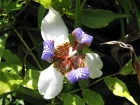 Iris marcheur, Iris d'appartement, Plante des aptres marica, Neomaricha northiana