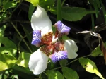 Iris marcheur, Iris d'appartement, Plante des ap�tres marica, Neomaricha northiana