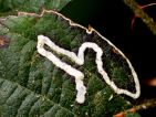 La nepticule dorée dessine ici une tête de crocodile La nepticule dorée dessine ici une tête de crocodile