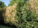 Xylella fastidiosa, une bact�rie mortelle pour les v�g�taux