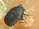 La ctoine noire, un coloptre mditerranen