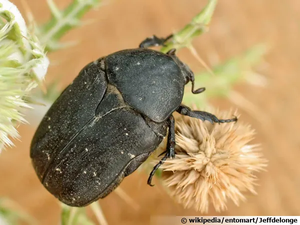 La cétoine noire, un coléoptère qui aime les fleurs
