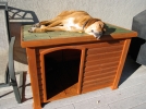 Choisir une niche extrieure pour le chien