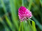 Nigritelle noire ou rose, Orchis vanille, Gymnadenia nigra