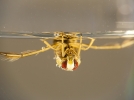 La notonecte, une abeille la tte  l'envers