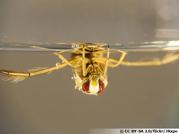 La notonecte, Notonecta glauca