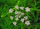 Oenanthe aquatique, Fenouil aquatique, Cigu aquatique, Oenanthe aquatica