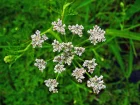 Oenanthe aquatique, Fenouil aquatique, Cigu aquatique, Oenanthe aquatica