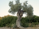 Quelles plantes pour un sol rocailleux?