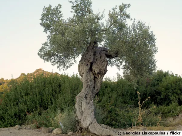 L'olivier, une arbre emblématique des régions rocailleuses méditerranéennes