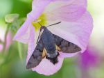 Papillon colibri pris au piège dans une onagre rose Papillon colibri pris au piège dans une onagre rose