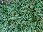 Ophiopogon , Barbe de serpent, Barbe de dragon, Ophiopogon planiscapus