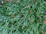 Ophiopogon , Barbe de serpent, Barbe de dragon, Ophiopogon planiscapus