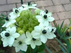 Ornithogale gant, Etoile de Bethlem gante, Ornithogalum saundersiae