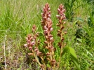 Les orobanches, plantes parasites peu connues