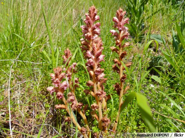 Orobanche à odeur de girofle Orobanche caryophyllacea