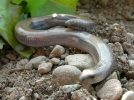Les petits animaux inattendus du compost