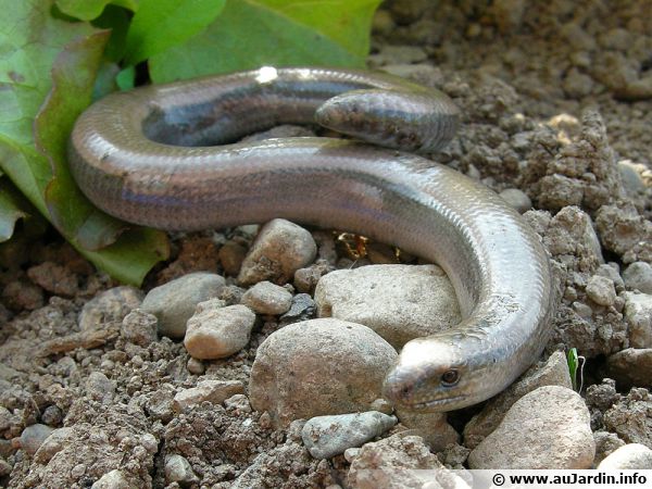 L'orvet apprécie tout particulièrement les tas de compost