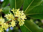 Osmanthe parfum�, Olivier odorant, Olivier de Chine, Olivier � th�, Osmanthus fragrans
