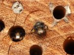 L'osmiculture, l'élevage des abeilles solitaires