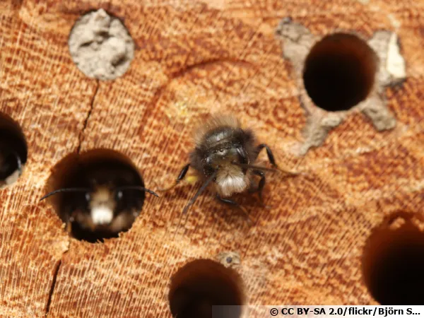 Osmia cornuta ou osmie commune, une abeille sauvage solitaire
