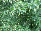 Ostrya  feuilles de charme, Charme-houblon, Ostrya carpinifolia