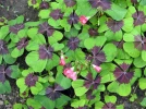 Oxalis deppei : la plante bulbeuse qui imite le tr�fle � quatre feuilles