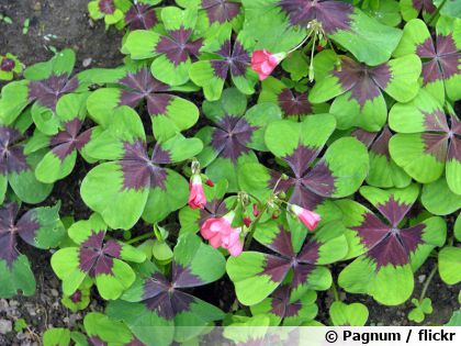 Oxalis deppei : la plante bulbeuse qui imite le tr�fle � quatre feuilles