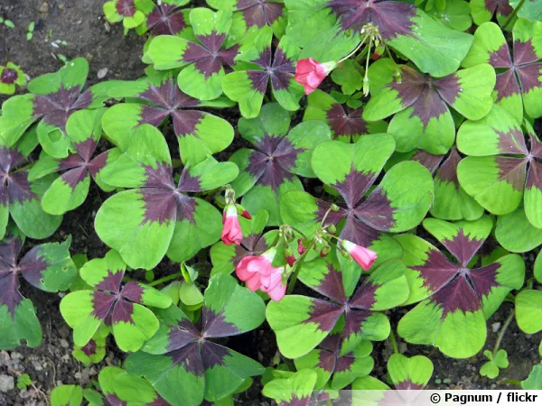 Faux trfle  quatre feuilles, Oxalis deppei