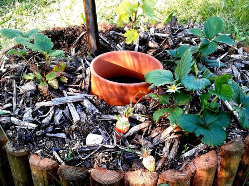 Arroser son jardin en cas de sécheresse : faire ses propres oyas