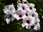 Pandora jasmin, Pandorea jasminoides