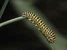 Photographier les insectes