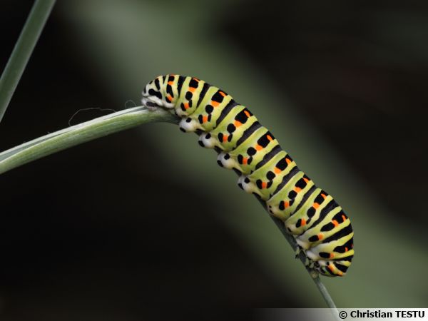 Chenille de machaon photographiée dans le jardin sur l'aneth ou la femelle avait pondu ses oeufs