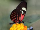 Certains papillons préfèrent butiner les fleurs Certains papillons préfèrent butiner les fleurs